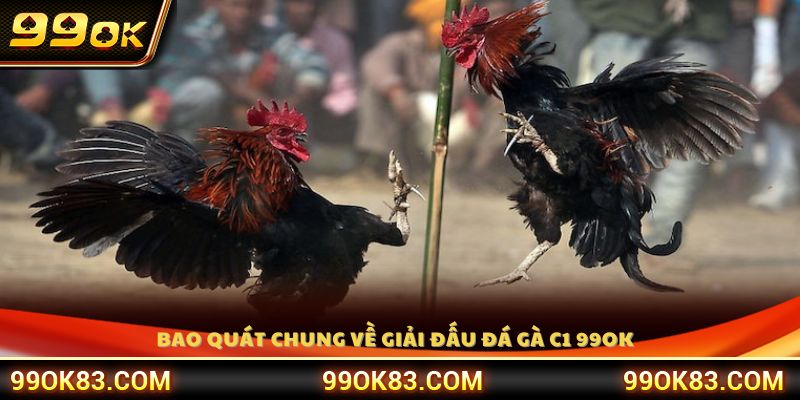 Giới thiệu loại hình đá gà C1 99OK 